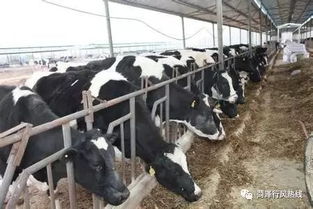 聚焦飼料質量與養殖效益——10月23日“行風熱線”上線單位 畜牧漁業飼料銷售單位