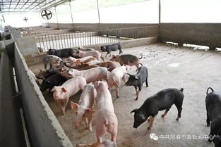 陽春畜牧漁業蓬勃發展，年總產值突破35.7億元